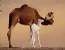 Egypt Sahara - desert sand - Camels