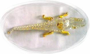 Egyptian hand made Pyrex Glass Crocodile, Alligator (Perfume Bottle)3