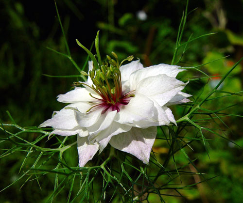 black seed flower